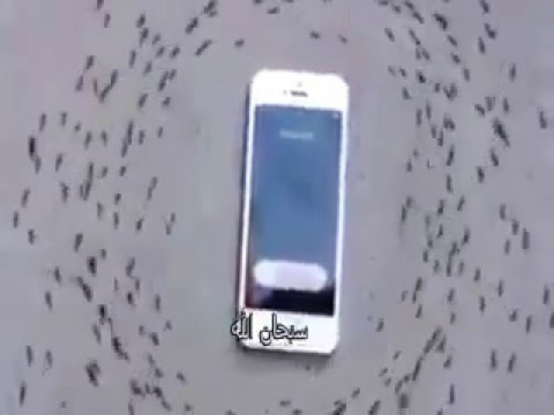 Subhanallah, Mendengar Suara Adzan, Semut Ini Tawaf, Ini Videonya