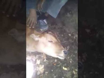 MasyaAllah, Hendak Melahirkan Sapi Ini Ucapkan Nama Allah, Berikut Videonya