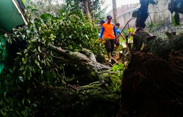  Pohon  Berukuran Besar  Tumbang Menimpa Bangunan Belakang 