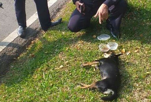 Anjing Yang Dibawa Masuk ke Masjid Dikabarkan Mati Ketabrak