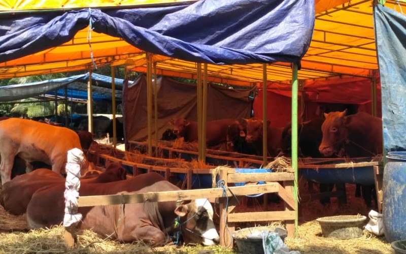 Sapi Limosin Masih Jadi Incaran Pembeli Untuk Berkurban