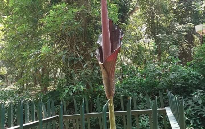 Bau Busuk Tercium, Bunga Bangkai di Kebun Raya Sedang Mekar