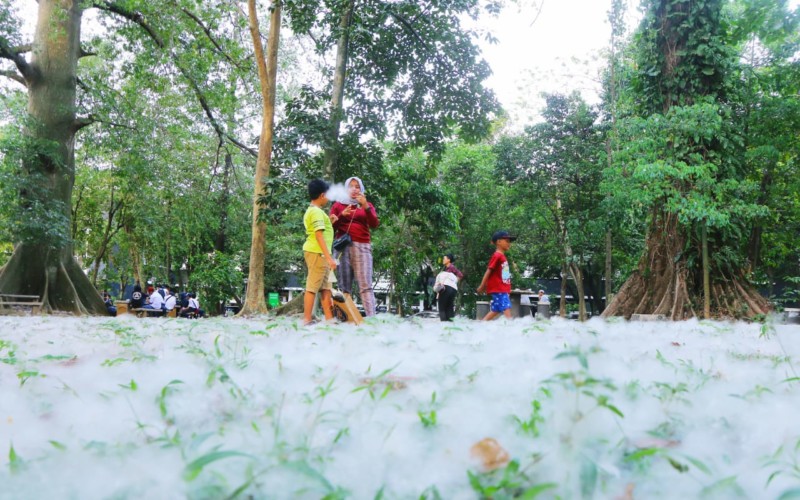 Musim Kapas Berguguran, Halaman IPB Baranangsiang Mendadak Putih