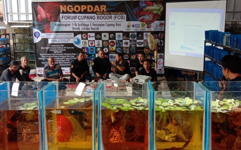 Forum Cupang Bogor Gelar Kopdar Untuk Meningkatkan Ekonomi