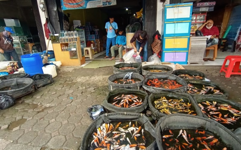Pedagang Ikan Bibit dan Hias di Jalan Raya Empang Bogor Sudah Turun Temurun