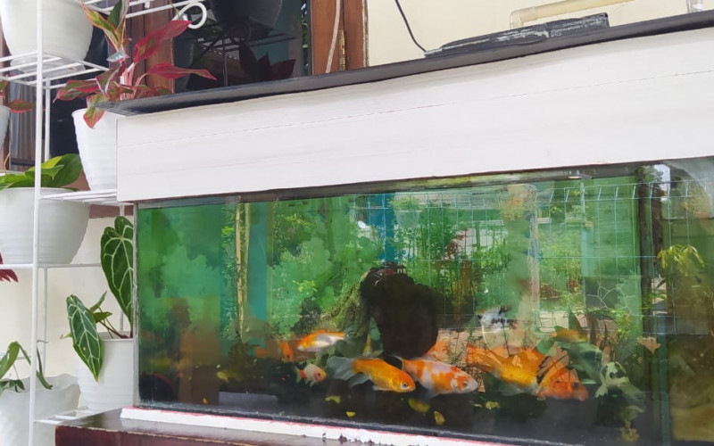 Ini Manfaat Kesehatan Pelihara Ikan KOI