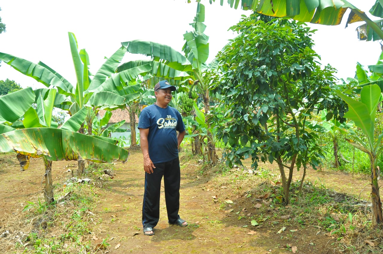 Kampung Pabuaran Pasir Mulyaharja Dikenal Penghasil Alpukat