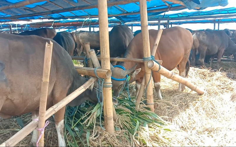 Imbas Pandemi Covid-19, Penjualan Pedagang Hewan Kurban Menurun