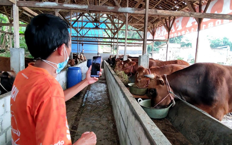 Dampak PPKM Darurat, Pedagang Manfaatkan Media Online Untuk Berjualan Sapi Kurban