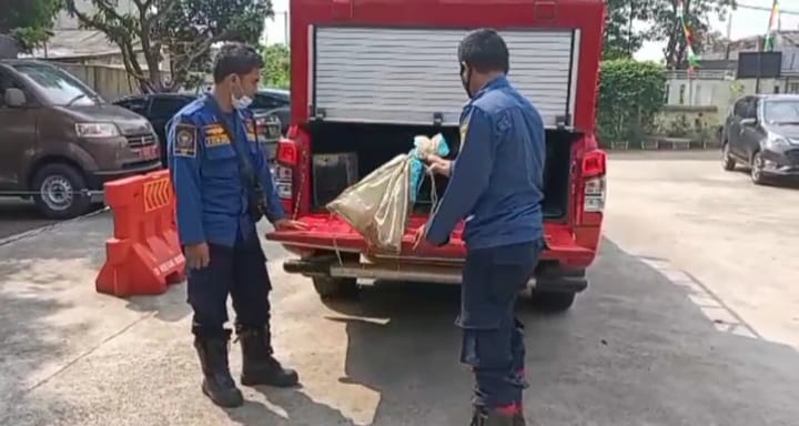 Aksi Heroik Petugas Damkar Evakuasi Ular Kobra di Pelataran Rumah Warga