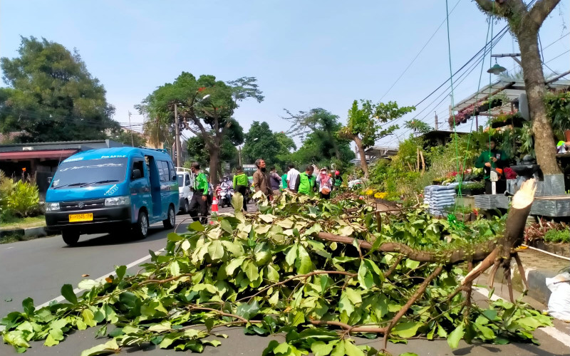 Antisipasi Rawan Tumbang, Pohon di Sejumlah Ruas Jalan di Pangkas