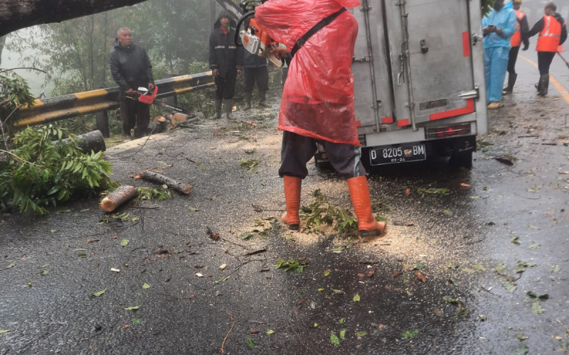 Pohon Tumbang di Jalur Puncak, Satu Mobil Box Ringsek