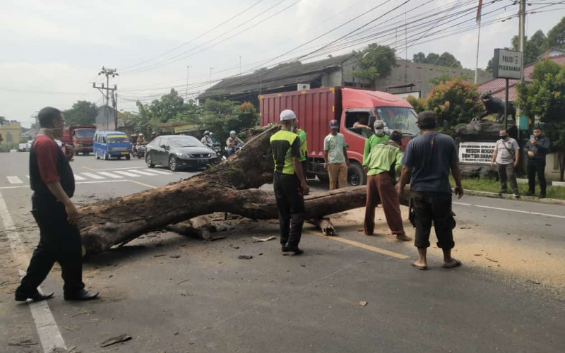 DPKPP Kabupaten Bogor Tebang Pohon Berusia Tua di Kawasan Dramaga