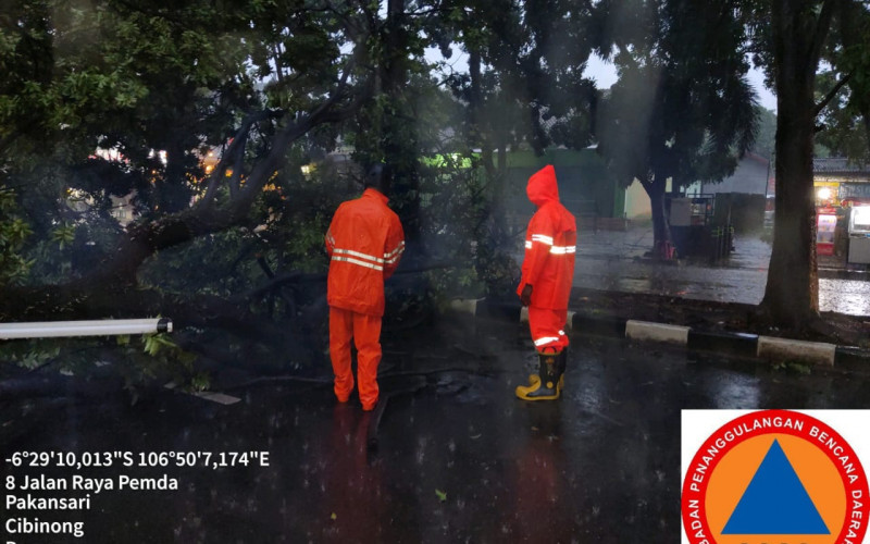 Pohon Tumbang di Cibinong, Satu Orang Luka-luka Tertimpa