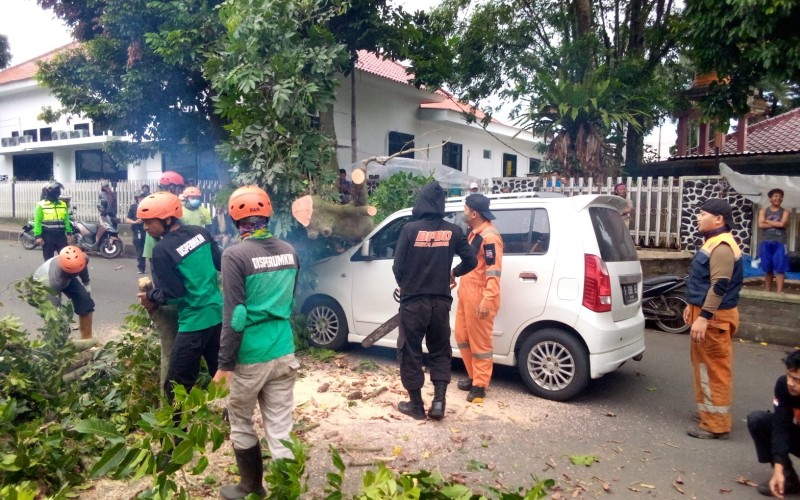 Angin Kencang Pohon Tumbang Timpa Mobil