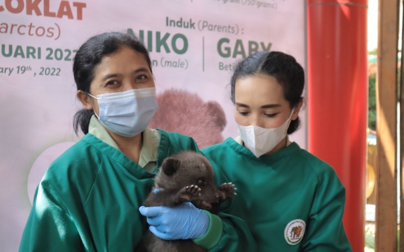 World Bear Day 2022, Taman Safari Indonesia Bogor Perkenalkan Bayi Beruang