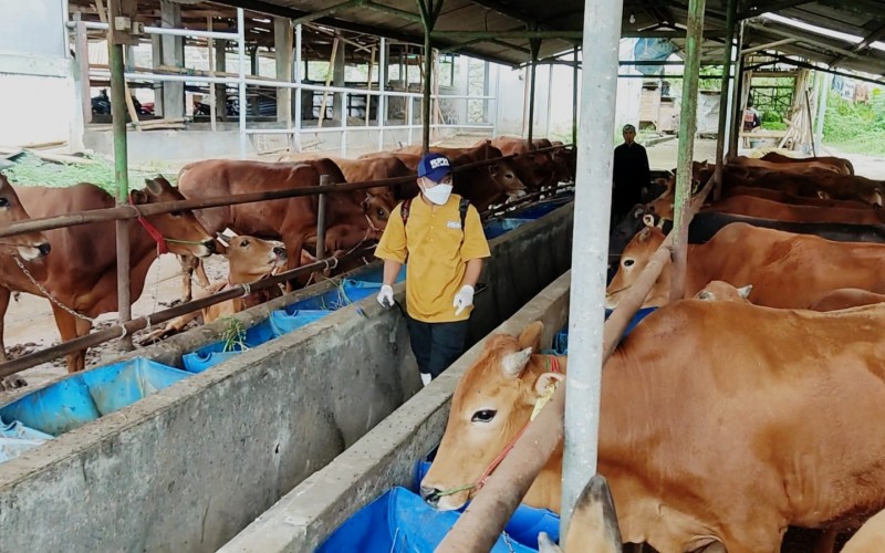 Cegah Wabah PMK di Kota Bogor, Petugas Desinfektan Sapi di RPH Bogor