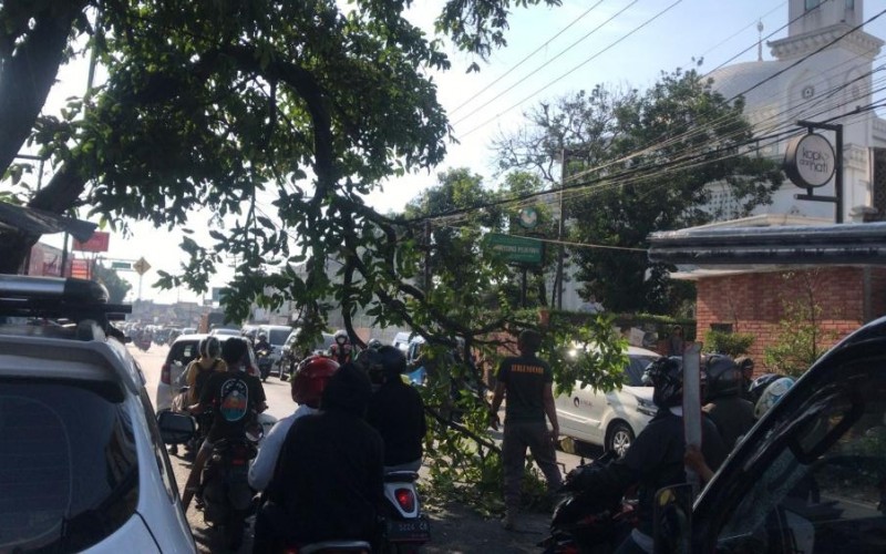 Pohon Jambu Tumbang Hampir Menutupi Badan Jalan Nasional Dramaga – Ciampea