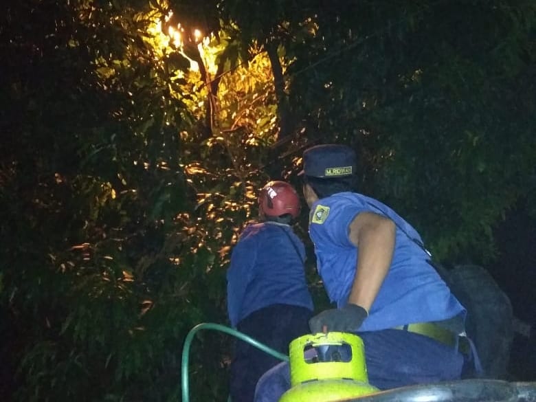 Sengat Warga, Damkar Evakuasi Sarang Tawon Vespa di Gunung Putri