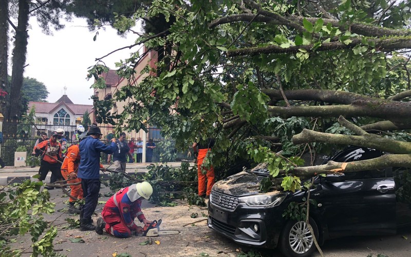 Tiga Unit Mobil Rusak Parah Tertimpa Pohon di Depan Istana Bogor