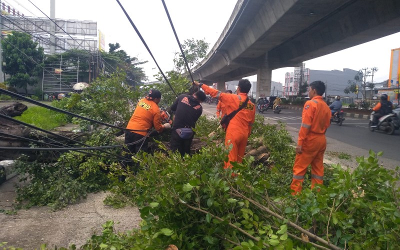 Sejumlah Pohon di Kota Bogor Tumbang