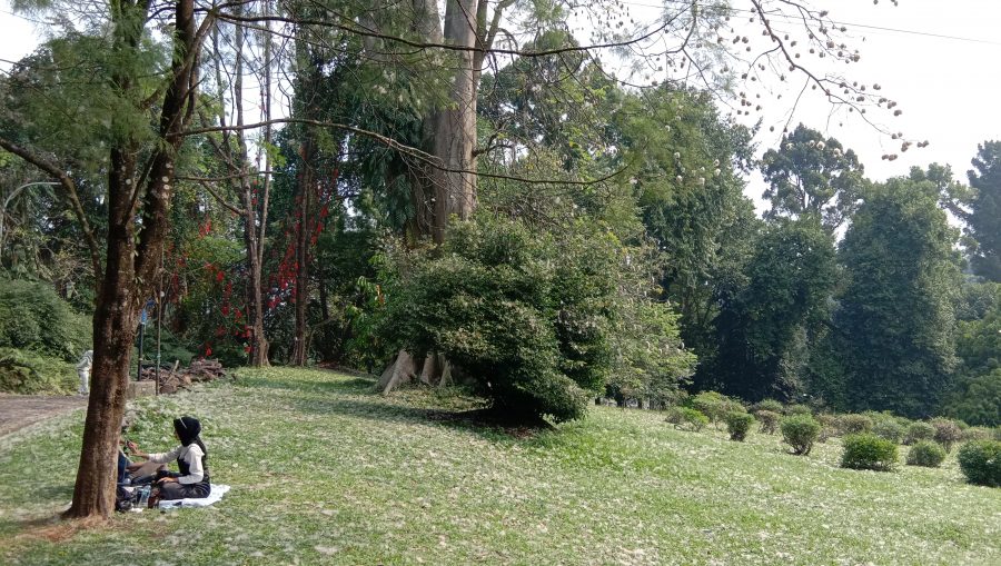 Salju di Kebun Raya Bogor