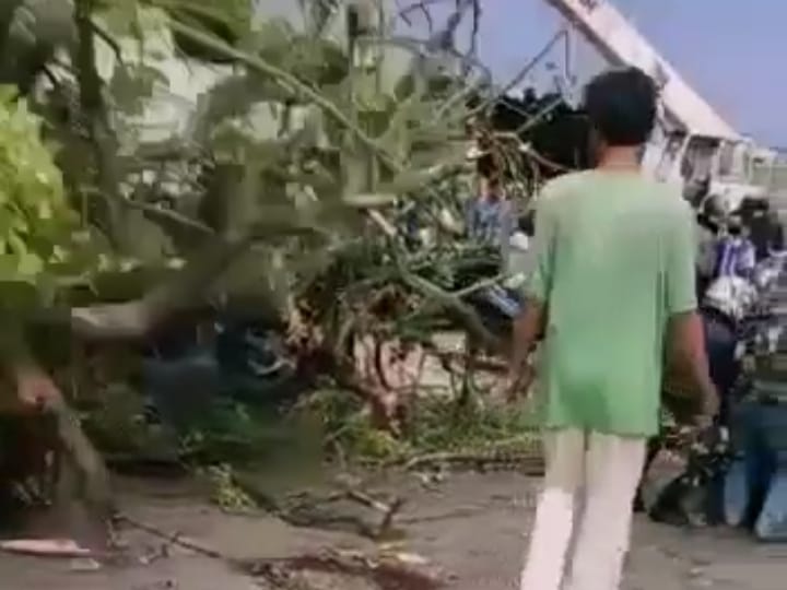 Pohon Tumbang di Babakan Madang, 4 Orang Luka-luka