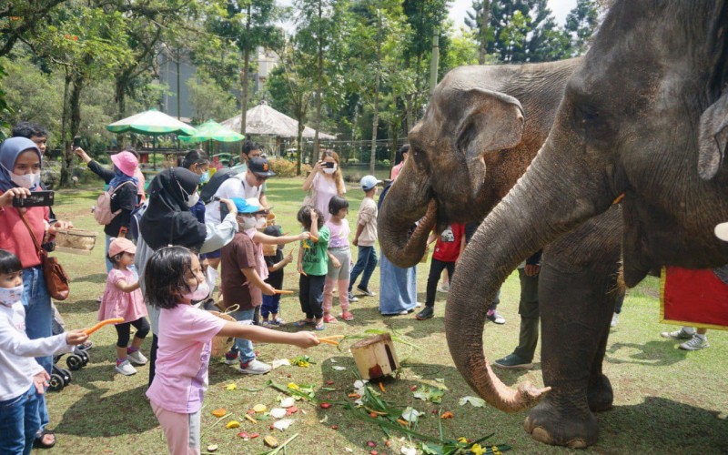 Kemeriahan Memperingati Hari Gajah Sedunia di Royal Safari Garden