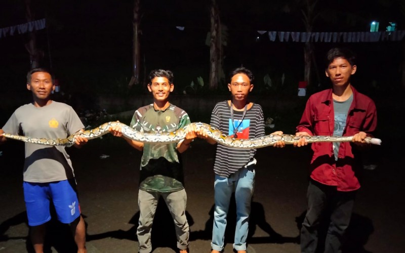 Warga Lebak Sirna Tangkap Ular Sanca Kembang Sepanjang 3.5 Meter