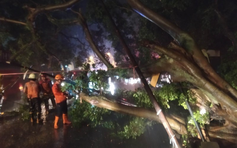 Akibat Hujan Angin, Sejumlah Pohon di Kota Bogor Tumbang Timpa Kios