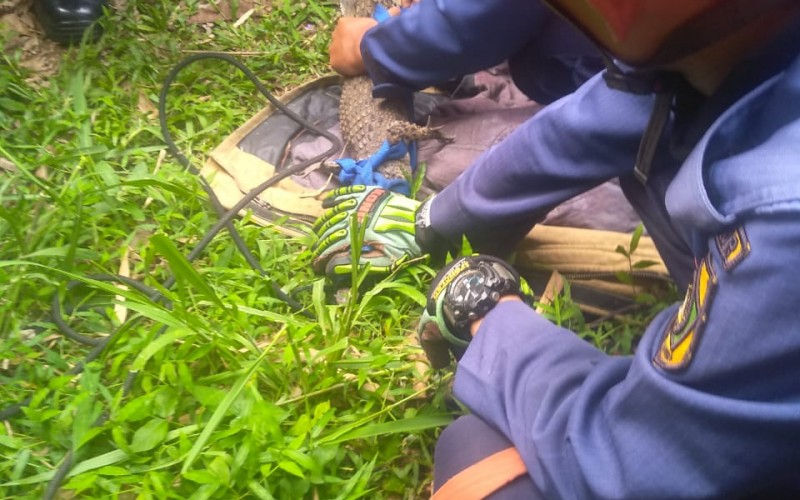 Damkar Berhasil Evakuasi Buaya yang Gegerkan Warga Bojonggede