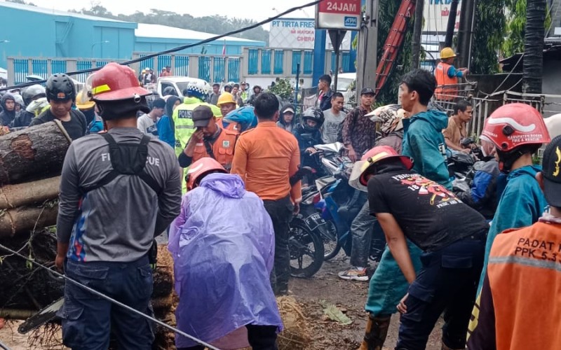 Akibat Hujan Deras Disertai Angin Kencang, Pohon Tumbang Jalan Raya Sukabumi Tertutup