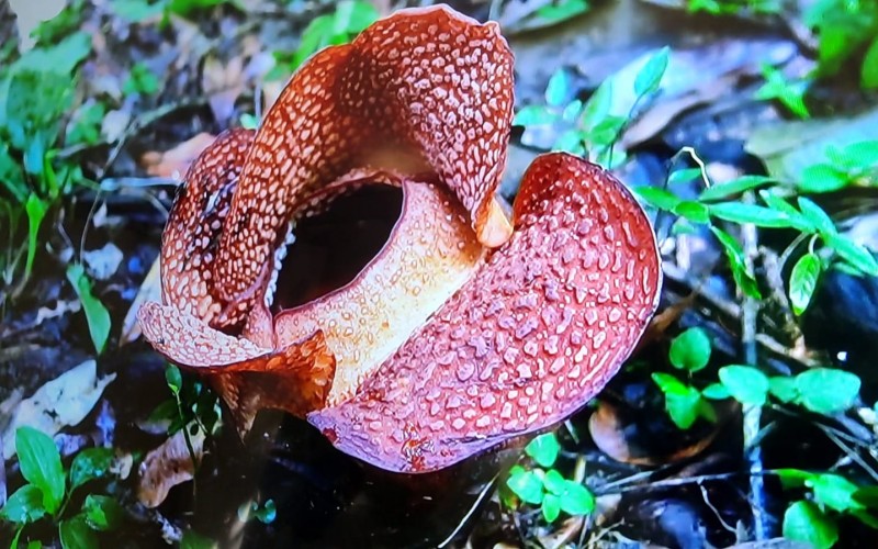 Menunggu 16 Tahun, Raflesia Arnoldi Mekar di Kebun Raya Bogor dan Hanya Bertahan 4 Hari