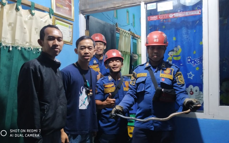 Ular Masuk Ruang Tamu di Bojonggede, Penghuni Panik Panggil Damkar