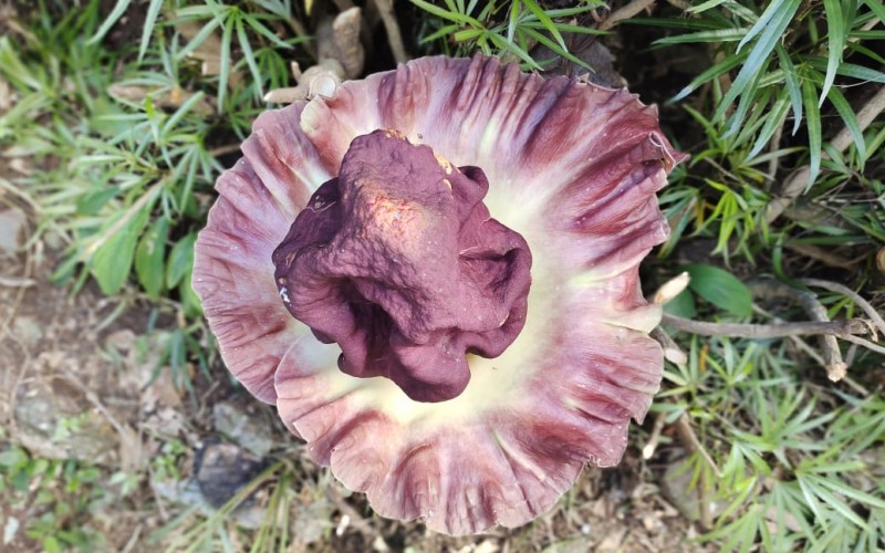 Amorphophallus Paeoniifolius Mekar di Kebun Raya Bogor