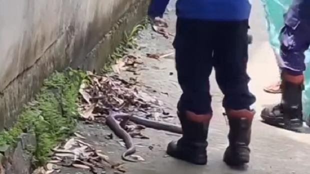 Damkar Kabupaten Bogor Evakuasi Ular Kobra Dengan Panjang 1.5 Meter