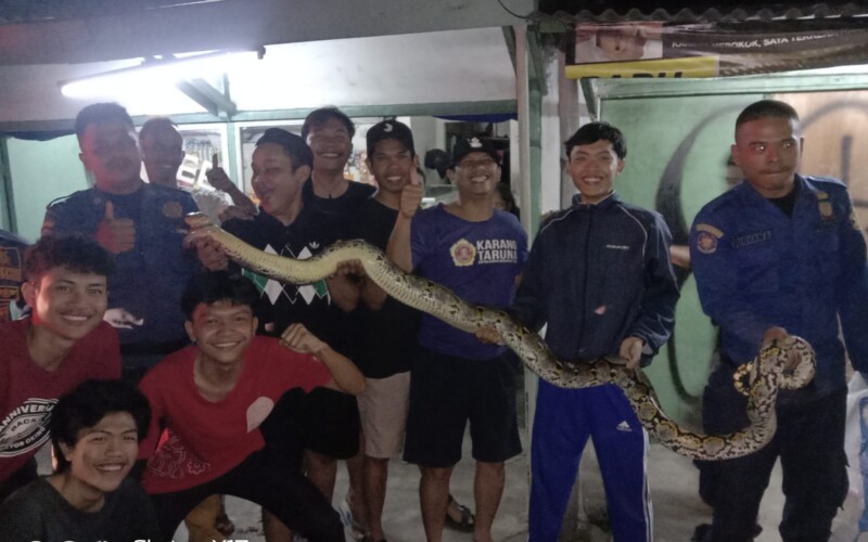 Damkar Bogor Evakuasi Ular Sanca 3 Meter Makan Bebek Peliharaan Warga
