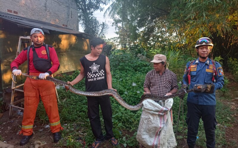 Lagi Sahur, Warga Bogor Temukan Ular Sanca 3 Meter Dalam Rumah