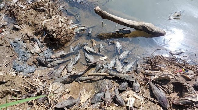 Anggota DPRD Kabupaten Bogor Minta DLH Tindak Tegas Pelaku Pencemaran Sungai Cileungsi