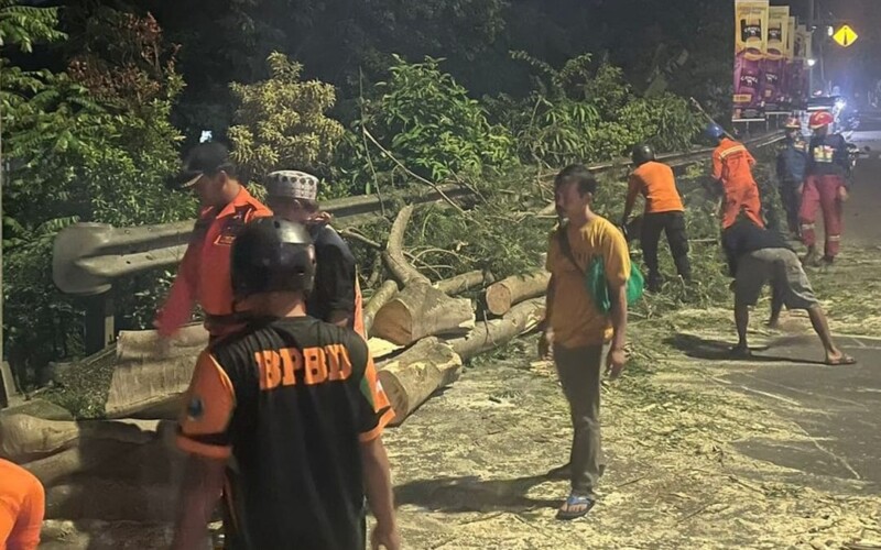 Pohon Tumbang di Jalan Bogor-Jakarta, Timpa 1 Mobil