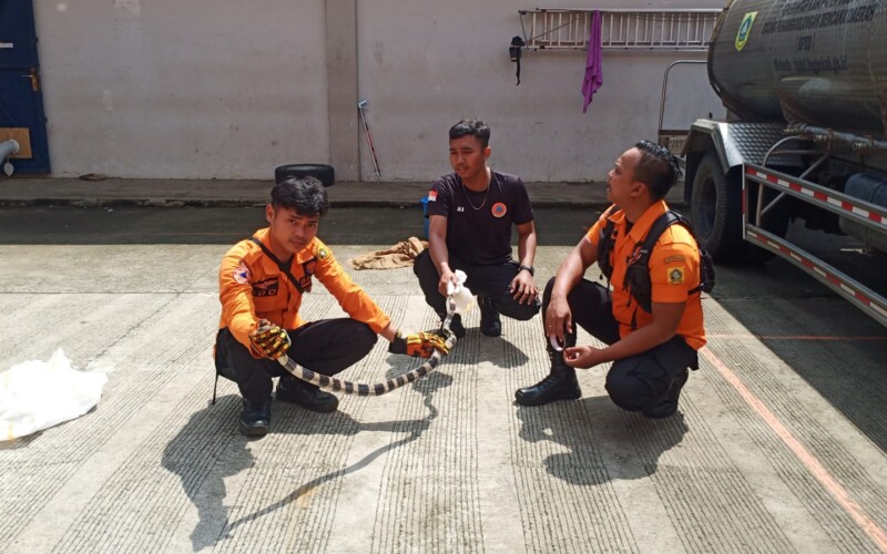 Ular Weling Sepanjang 2 Meter Dievakuasi dari Banjir di Bojonggede