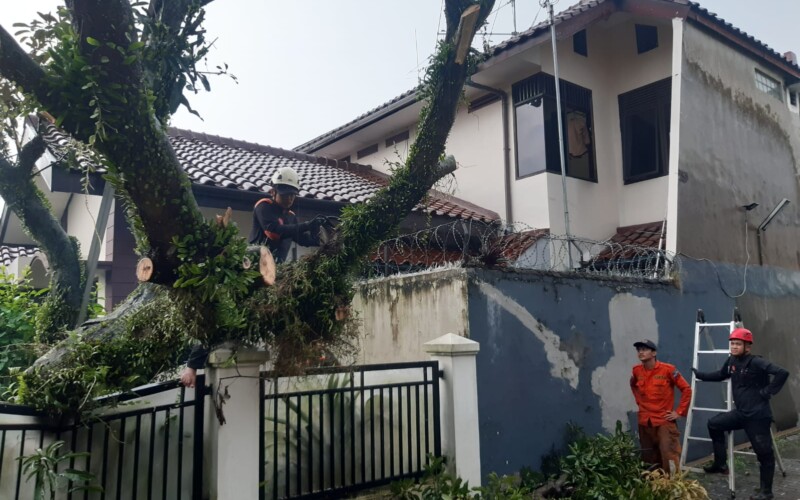 Pohon Tumbang Timpa Tembok Pagar SMAN 2 Kota Bogor