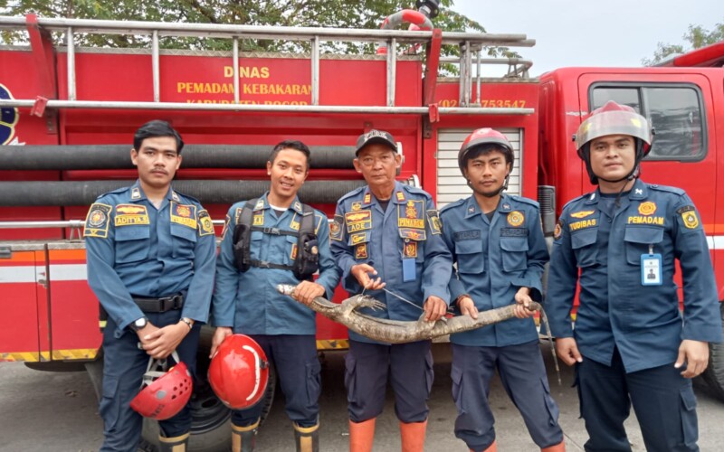 Damkar Sektor Leuwiliang Evakuasi Seekor Biyawak dari Rumah Warga