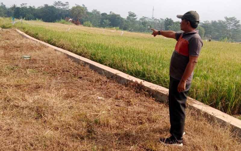 Samisade Girimulya Bangun Area Pertanian Sebagai Benteng Ketahanan Pangan