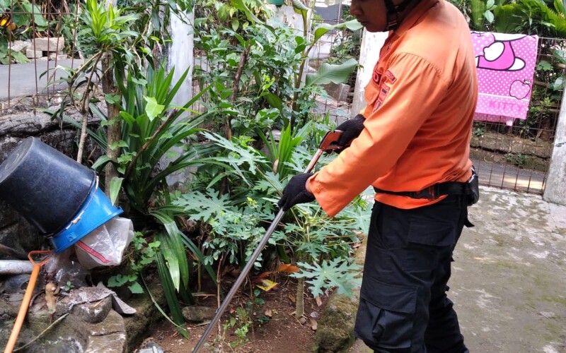 Patugas BPBD Evakuasi Ular di Sukadamai Bogor