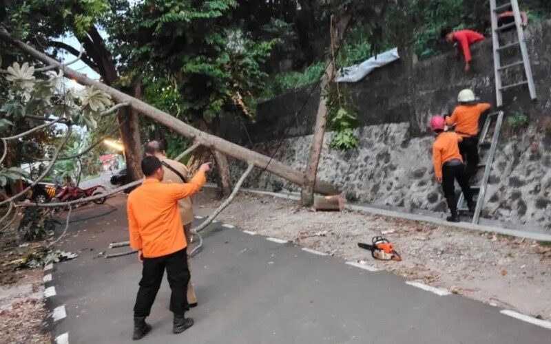 Diterpa Angin Kencang Pohon Tumbang di Kota Bogor Timpa Kabel Optik
