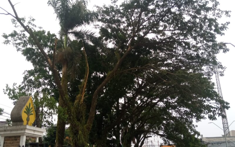 Cuaca Ekstrem, Camat WR Pelitawan Minta Pohon Ditebang Depan Kantor Kecamatan Leuwiliang.