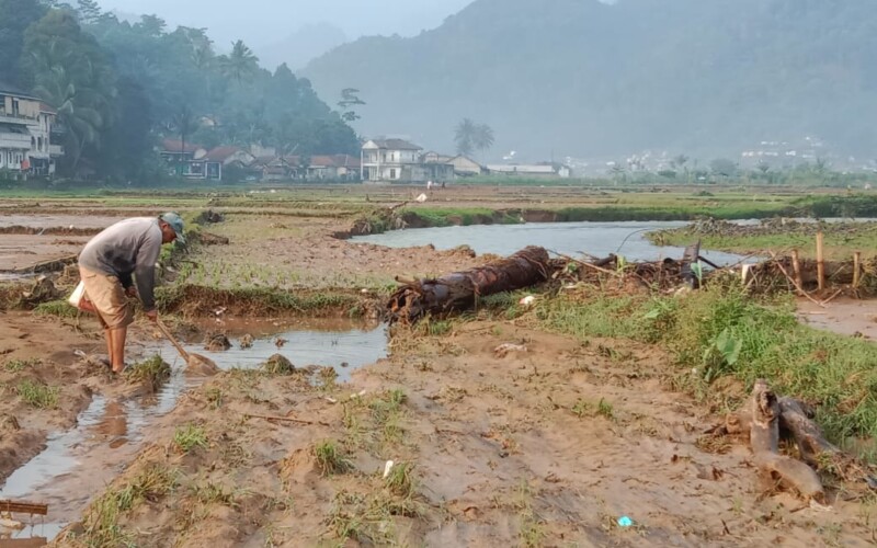 Banjir Bandang Berlumpur Merendam Hektaran Sawah di Purasari