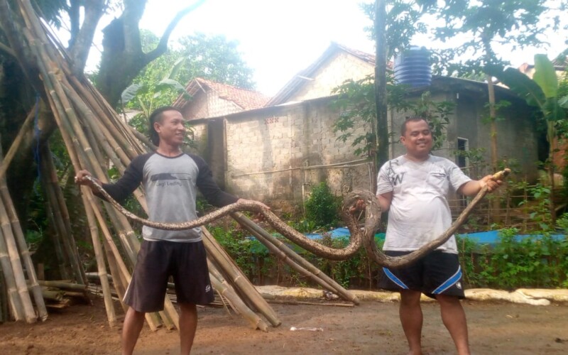 Warga Babakan Tangkap Ular Sanca Kembang Dengan Panjang 4 Meter