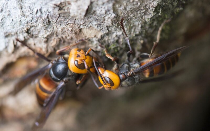 Kronologi Lengkap Balita di Cisarua Meninggal Dunia Usai Disengat Tawon, Sempat Berlarian